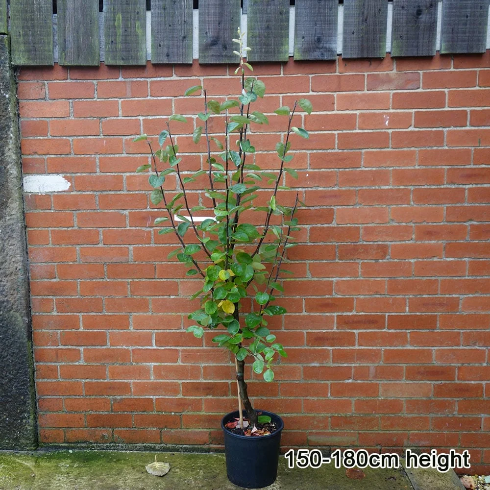 Vranja Quince Tree - Image 4