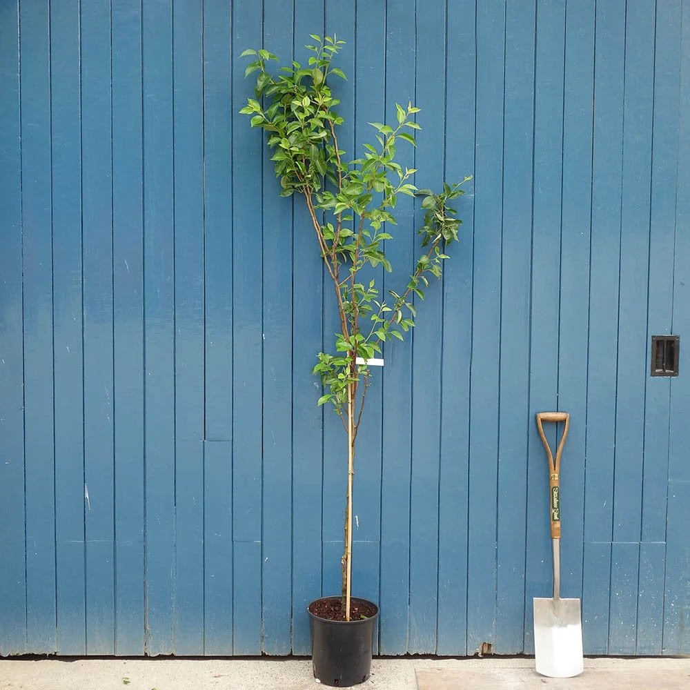 Williams Bon Chretien Pear Tree - Image 3