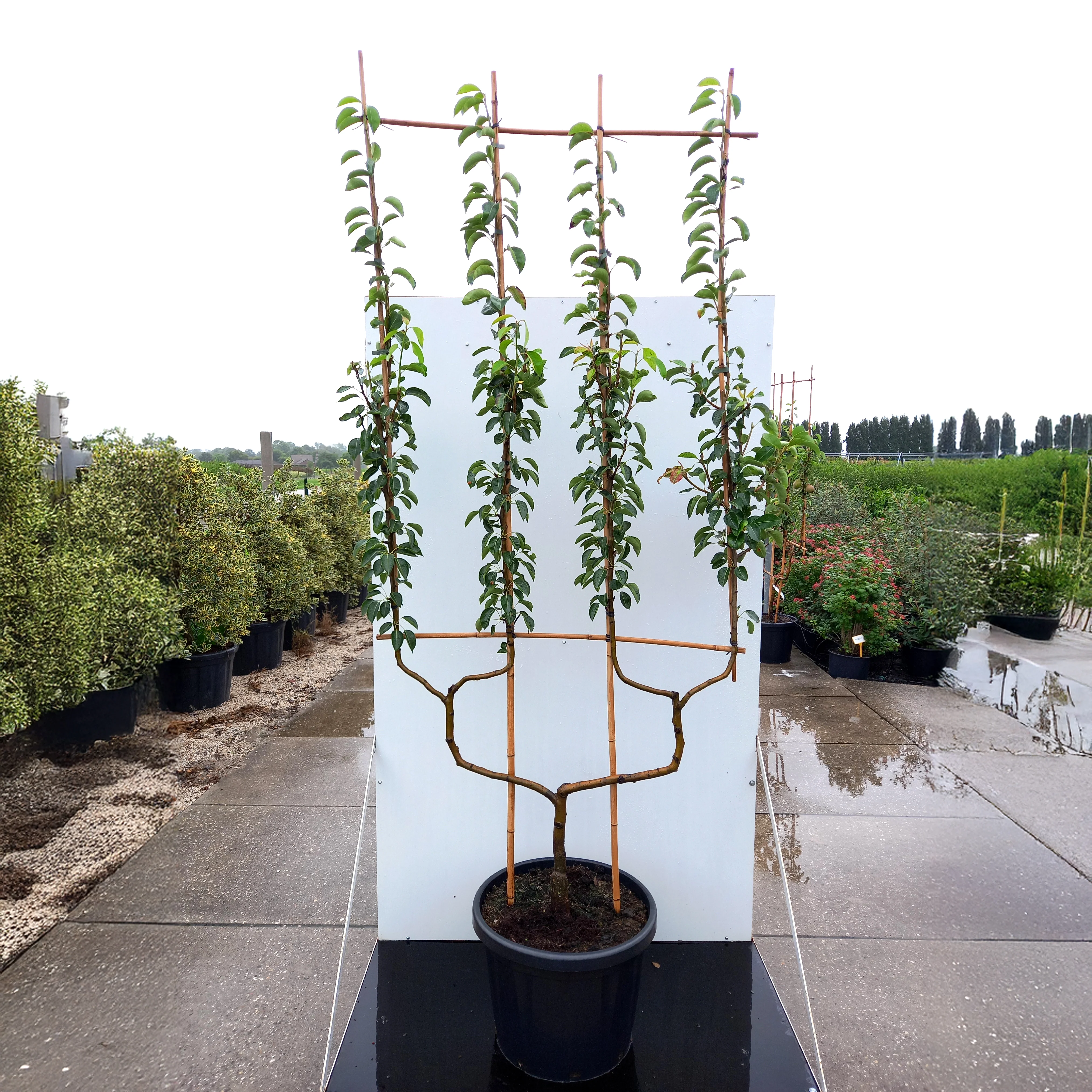 Williams Bon Chretien Pear Tree - Image 4