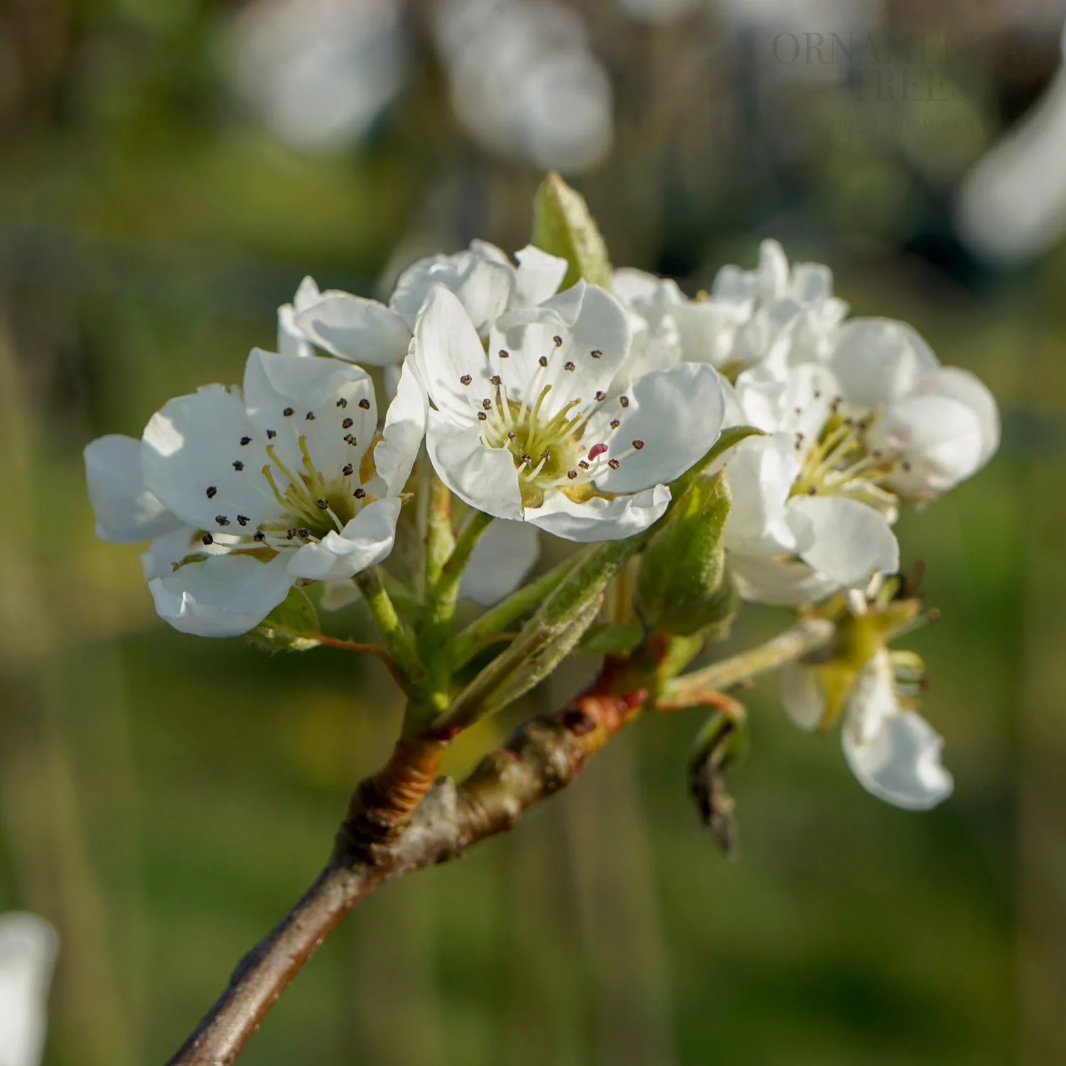 Williams Bon Chretien Pear Tree - Image 5