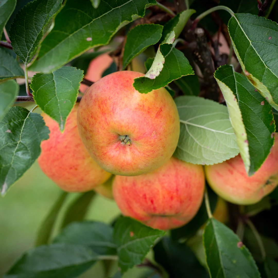 Winter Gem Apple Tree