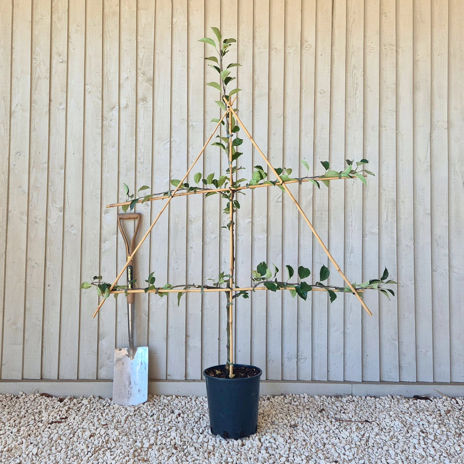 Bramley Seedling Apple Tree - Image 6