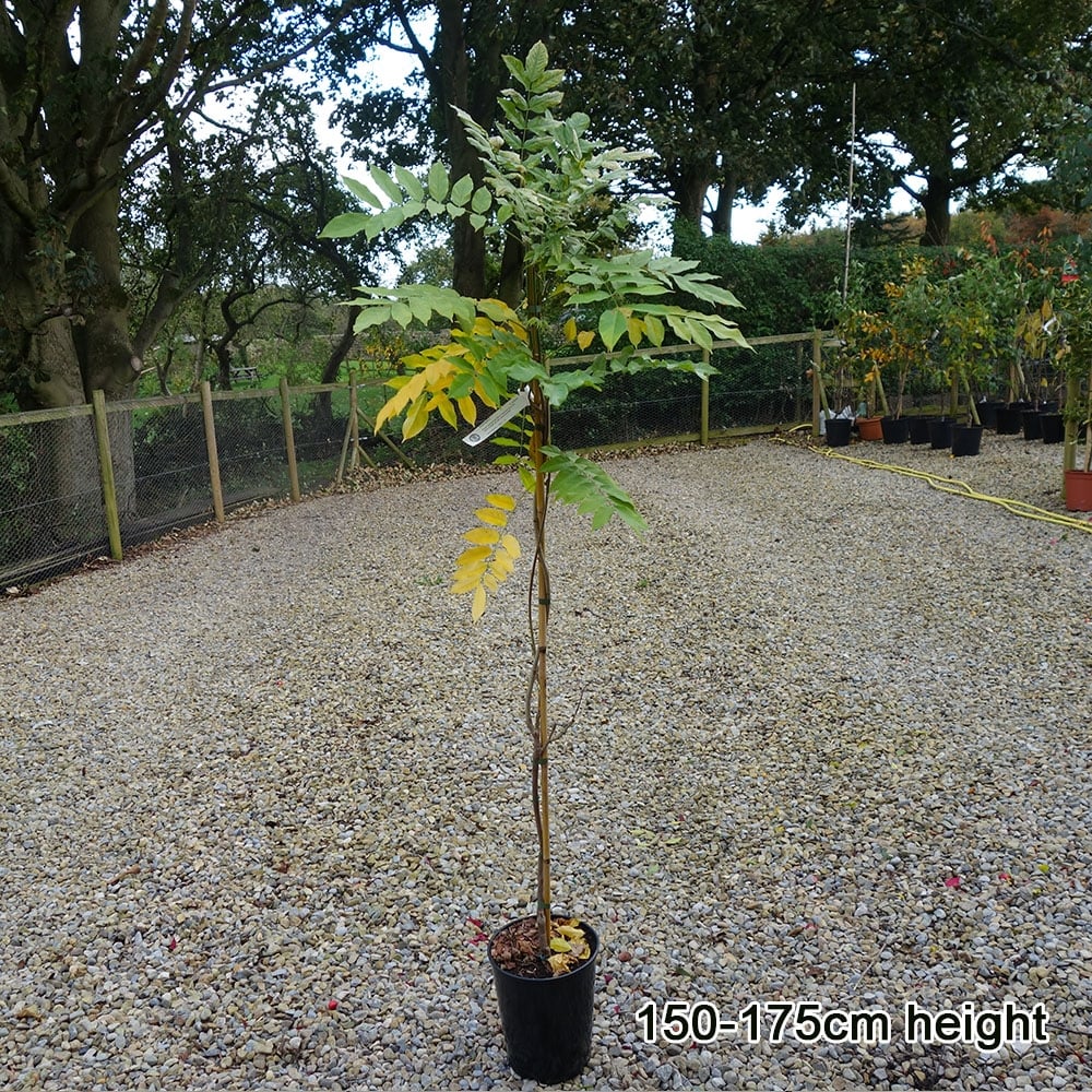 Wisteria floribunda 'Burford' Tree - Image 3