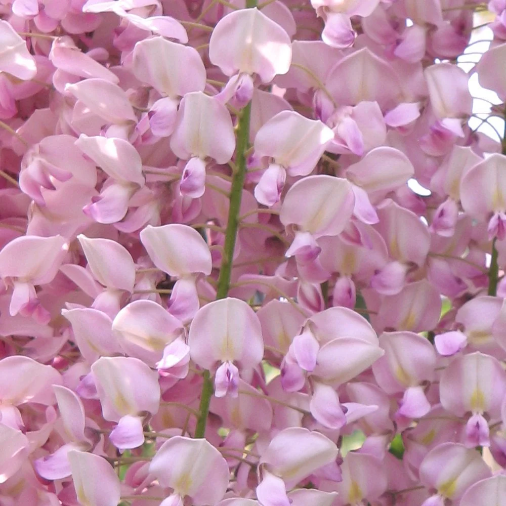 Wisteria floribunda 'Rosea' Tree - Image 3