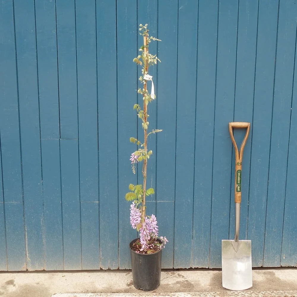 Wisteria sinensis 'Prolific' Tree - Image 3