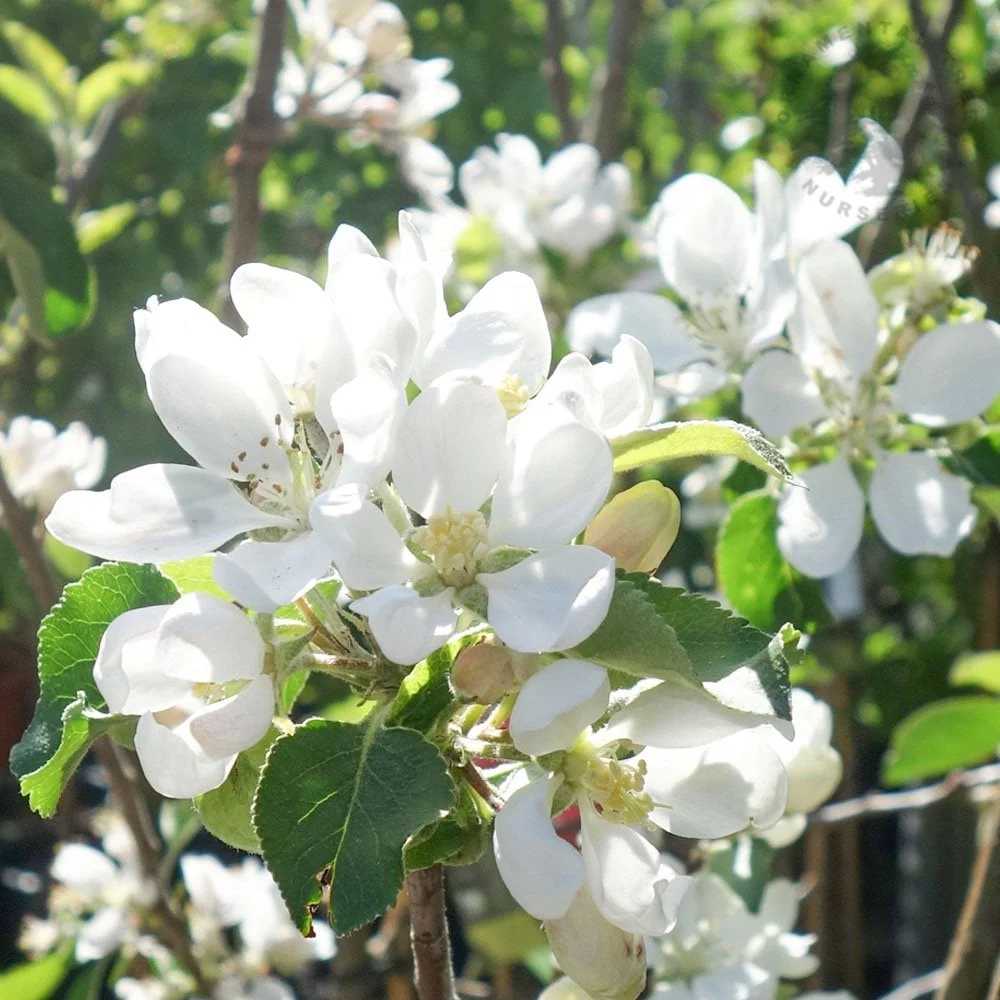Worcester Pearmain Apple Tree - Image 2